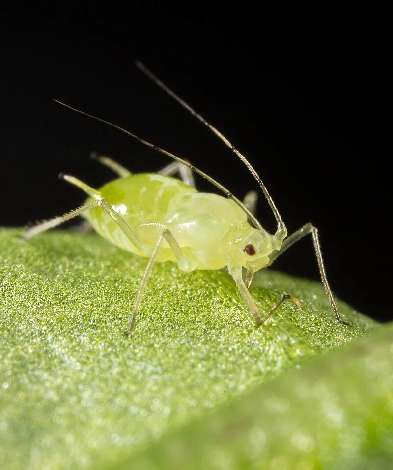 Aphids