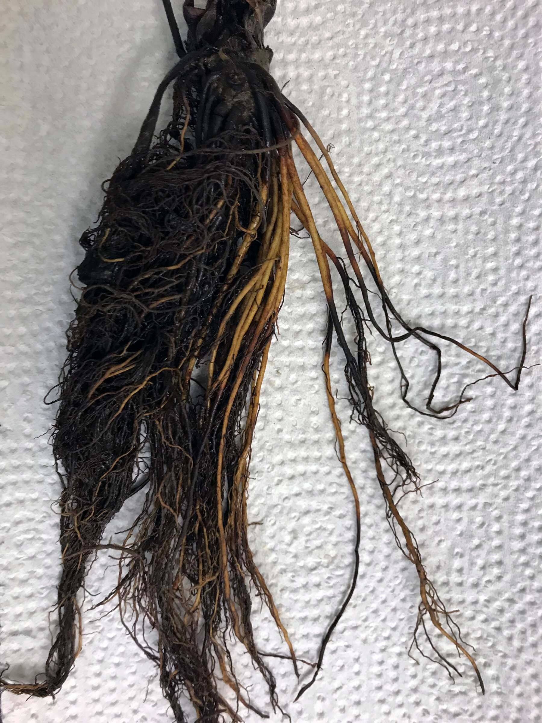 Black Root Rot